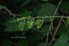 Pseudarthria viscida